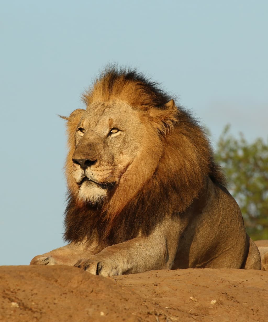 icon for Indiana lions in custody by...?