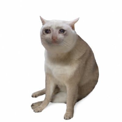 icon for Cash Cat (CASHCAT)