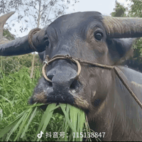 icon for Chenxiang Miao